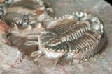 Cluster of Basseiarges & Phacopid Trilobites - Jorf, Morocco #131292-5